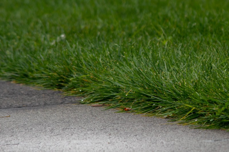 Wet green grass and sidewalk.