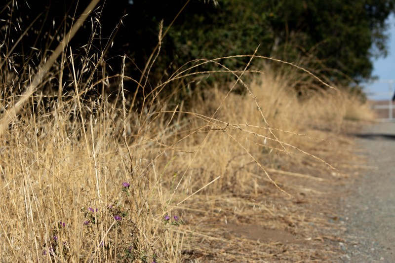 Photo of dry vegetation.