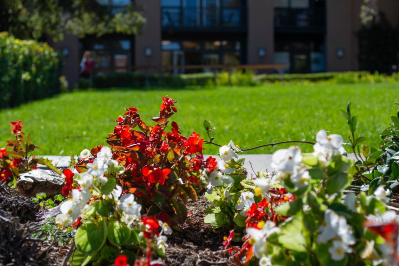 Flower bed with green grass in the background.