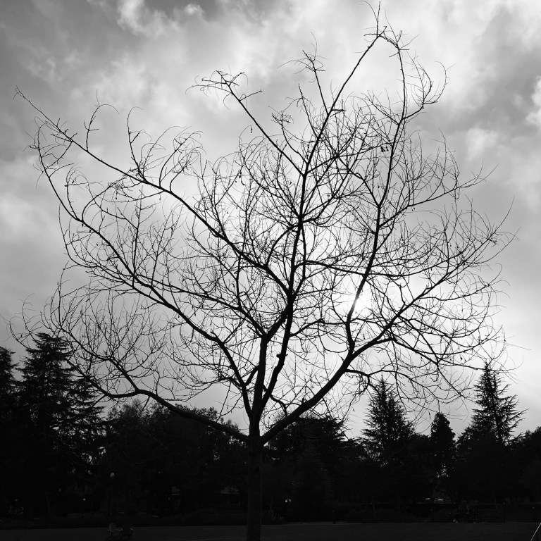 Picture of a leafless tree at night