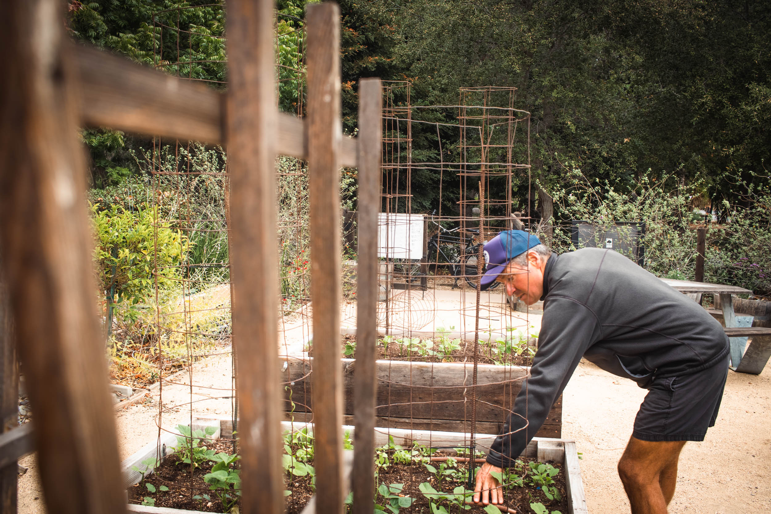 Conrad bends down to point at something in a garden bed