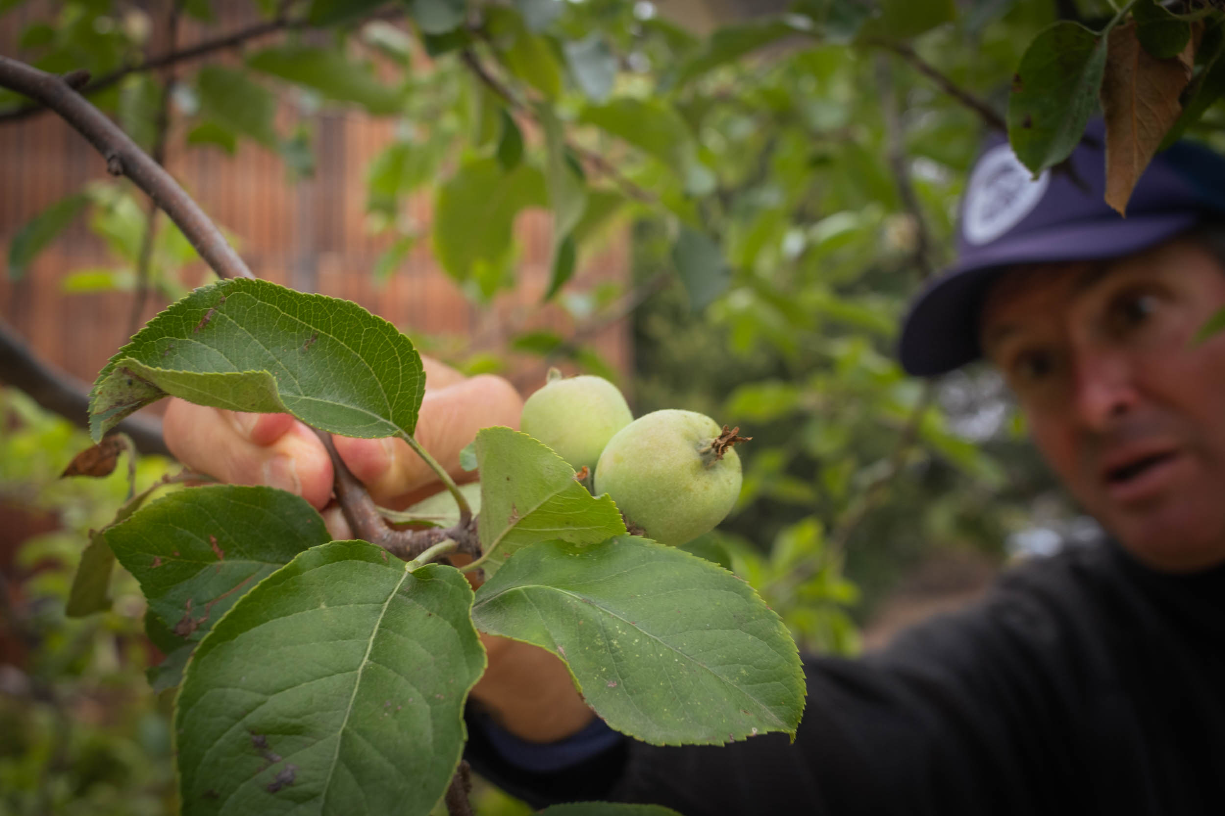 Conrad holds an branch of an apple tree in his fingertips. Two tiny green apples poke out of the leaves.