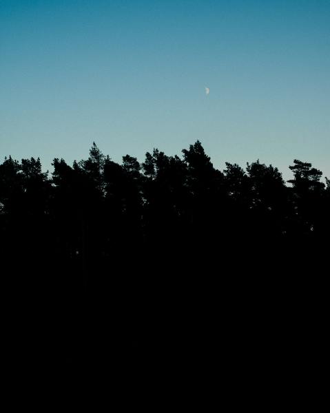 Dark forest under pale sky.