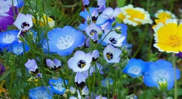 Blue flowers growing in grass.