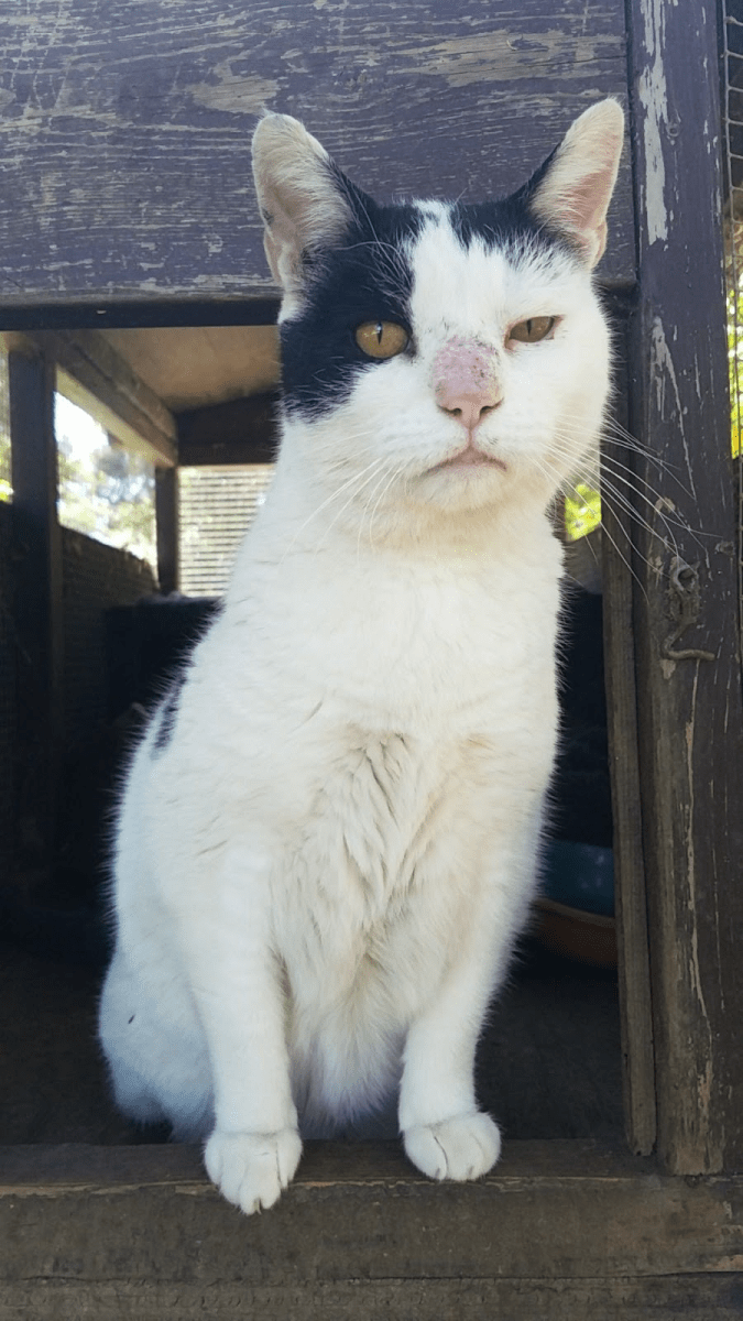 Black and white cat