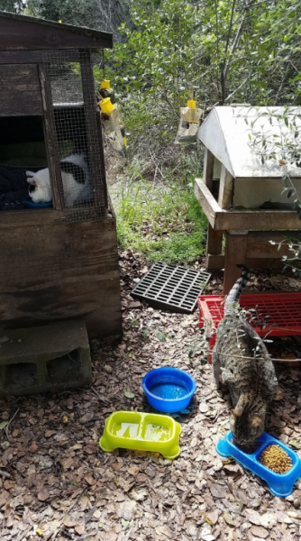 Two cats, grey-striped and black and white, feed at a food and water station.