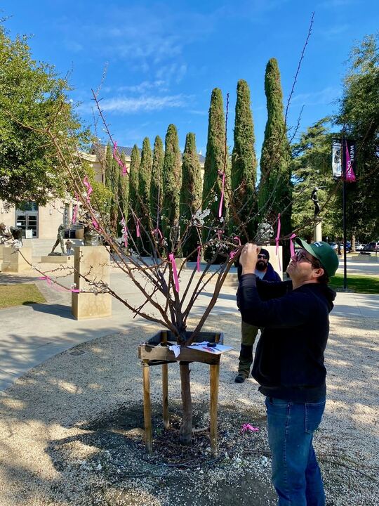 Tree at Stanford grows 40 different fruits