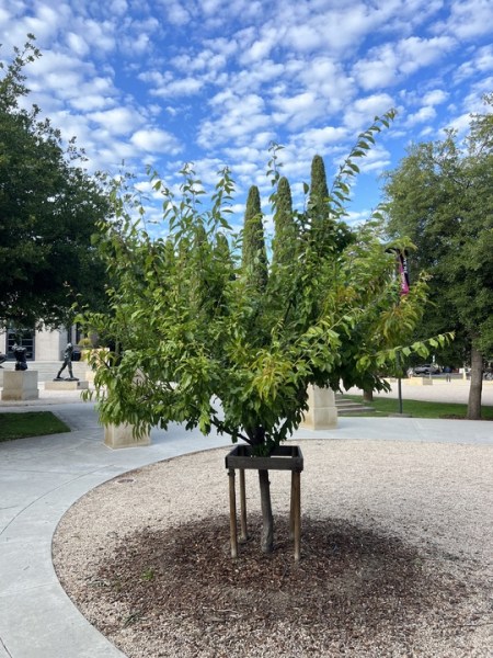 A tree with stakes around it.