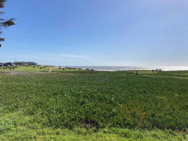 An expansive grass field overlooking the ocean.