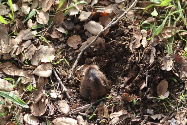 A gopher pokes its head out of a hole in the ground.