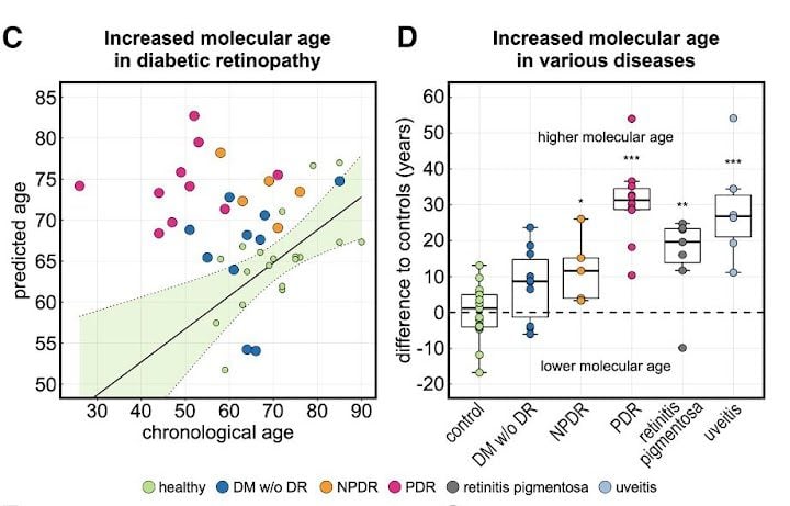 A scatter plot and boxplot detailing the study's main findings. Plots show the distribution of predicted ages over true ages.