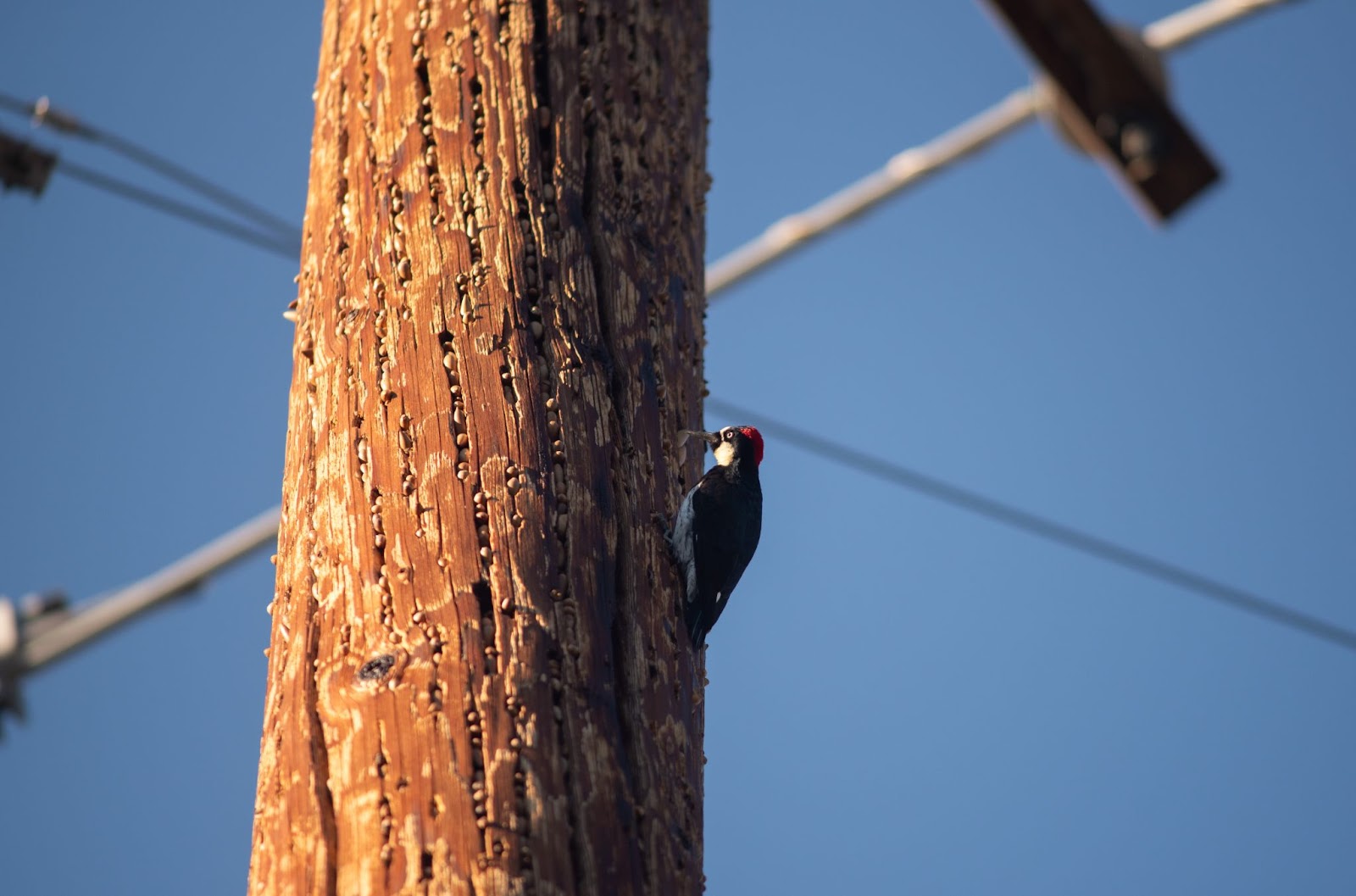 Ruling the roost: Stanford defeats Cal in birdwatching competition