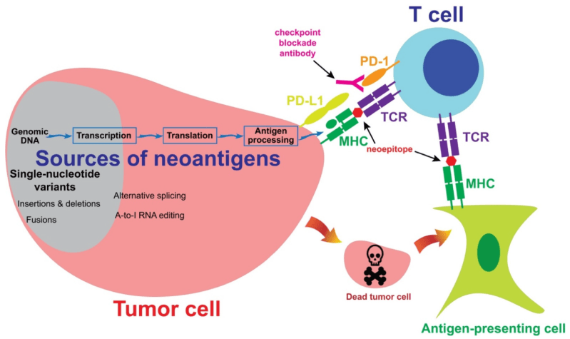 A graphical diagram showing the interactions between a T cell, an antigen-presenting cell and a tumor cell