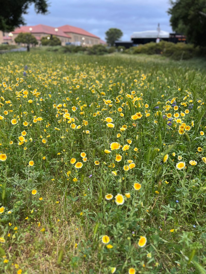 Wildflowers grow under the trees between the Oval and Lathrop Library