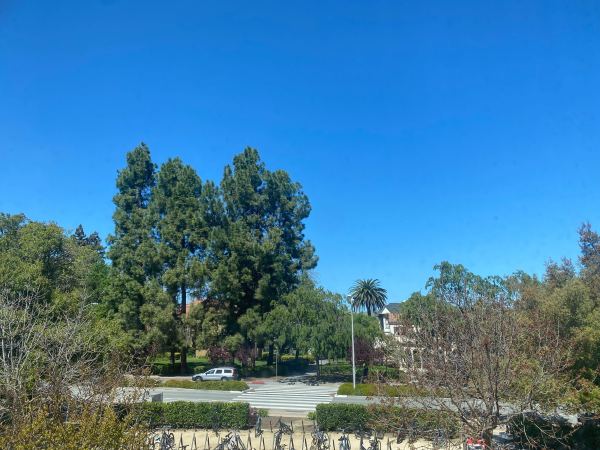 A view of Stanford's campus from Florence Moore Hall. Clear skies, tall green trees, and the bike rack are visible.